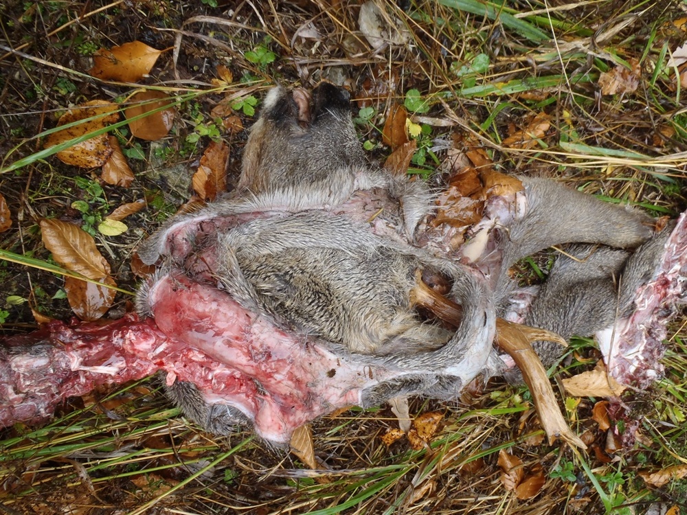 Der Luchs schlägt beim Verzehr der Beute typischerweise dessen Decke zurück. (© C. Fuxjäger)