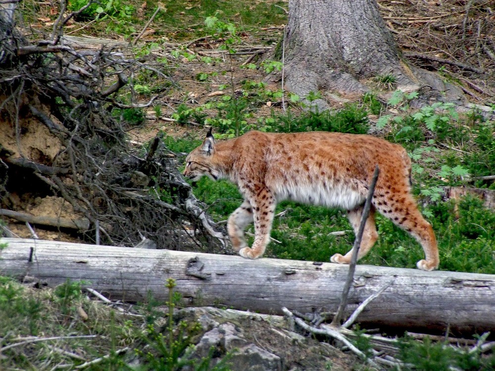 Der Luchs ist ein Überraschungsjäger, der mit Ansitz oder Pirsch seiner Beute nachstellt. (©  B.Schön)