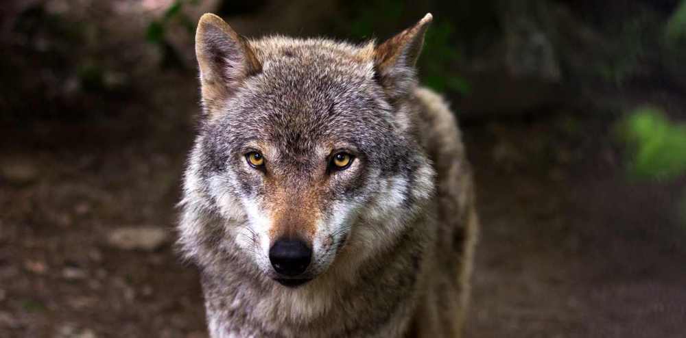 Europäischer Wolf - Canis Lupus Lupus (© Timmermann) Europäischer Wolf - Canis Lupus Lupus (© Timmermann)