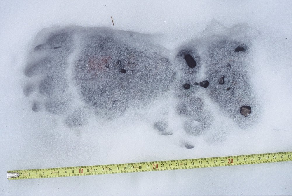 Trittsiegel eines Bären im Schnee (© G. Rauer)
