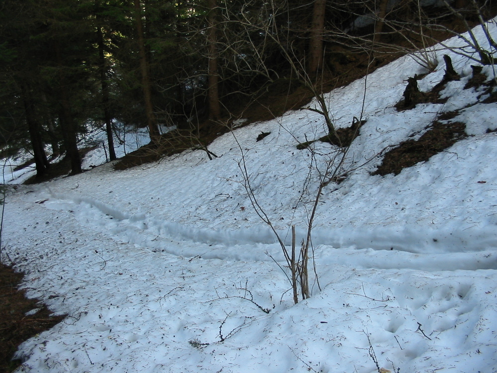 Rutschspur eines Bären im Schnee (© G. Rauer)