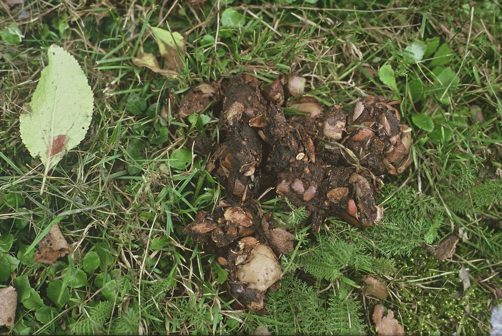 Bären Losung Apfel (© G. Rauer)