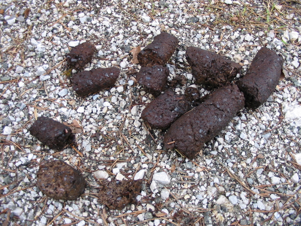 Bären Losung Bucheckern (© G. Rauer)