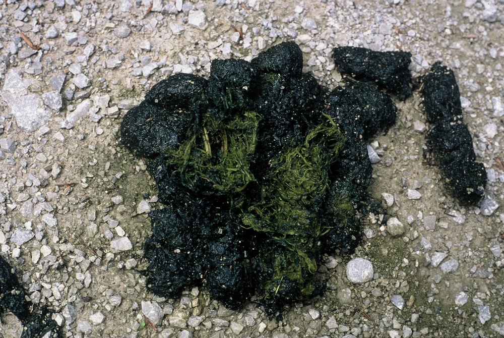 Bären Losung Gras und Kräuter (© G. Rauer)