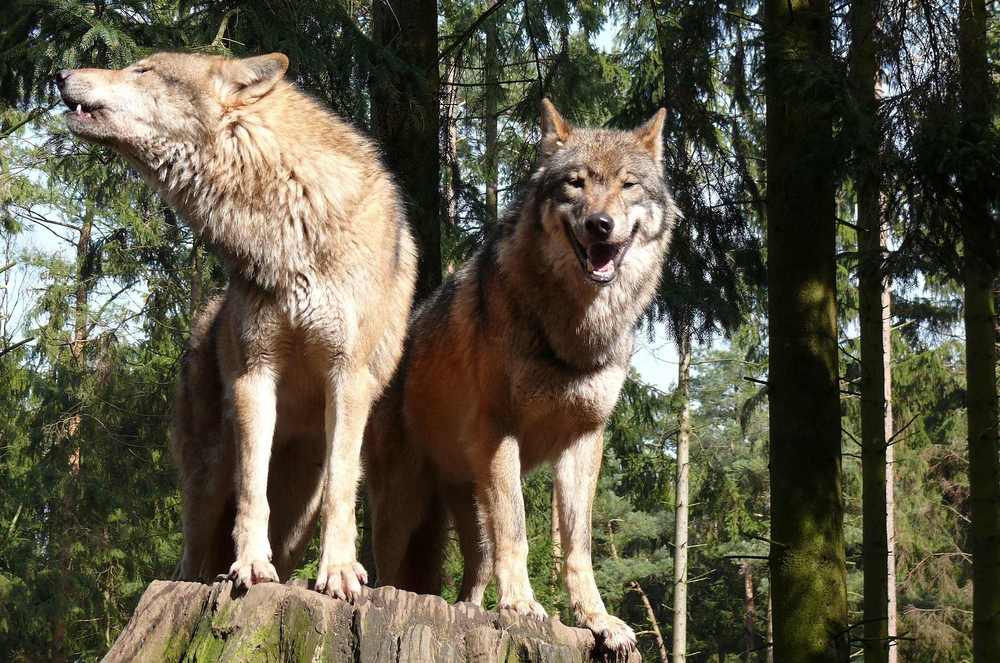 Heulen dient der Teambildung im Rudel und der Kommunikation über große Distanzen. (© G. Ries) Heulen dient der Teambildung im Rudel und der Kommunikation über große Distanzen. (© G. Ries)