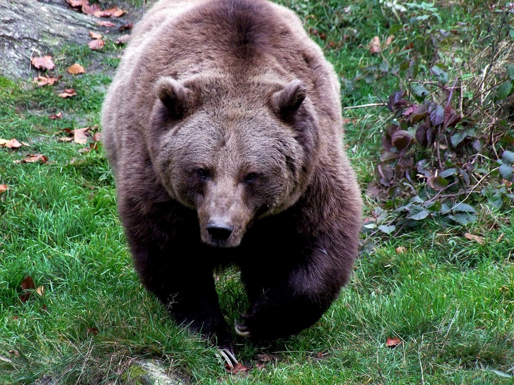 Im Sprint schafft ein Braunbär bis zu 50 km/h. Die mächtigen Krallen sind praktische Werkzeuge für die Nahrungssuche. (© Bernhard Schön) Im Sprint schafft ein Braunbär bis zu 50 km/h. Die mächtigen Krallen sind praktische Werkzeuge für die Nahrungssuche. (© Bernhard Schön)