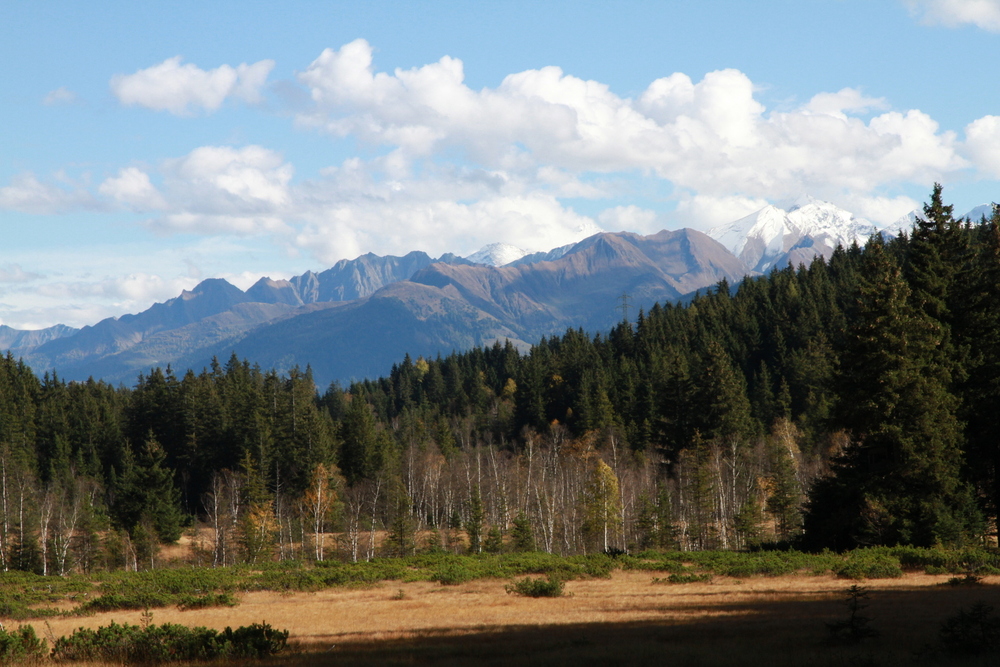 Der Braunbär bewohnt großräumige Waldgebiete und Gebirgswälder. (© H. Leitner)