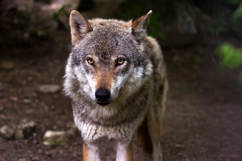 Der Wolf lebt als einziger heimischer Beutegreifer im dauerhaften Familienverband.