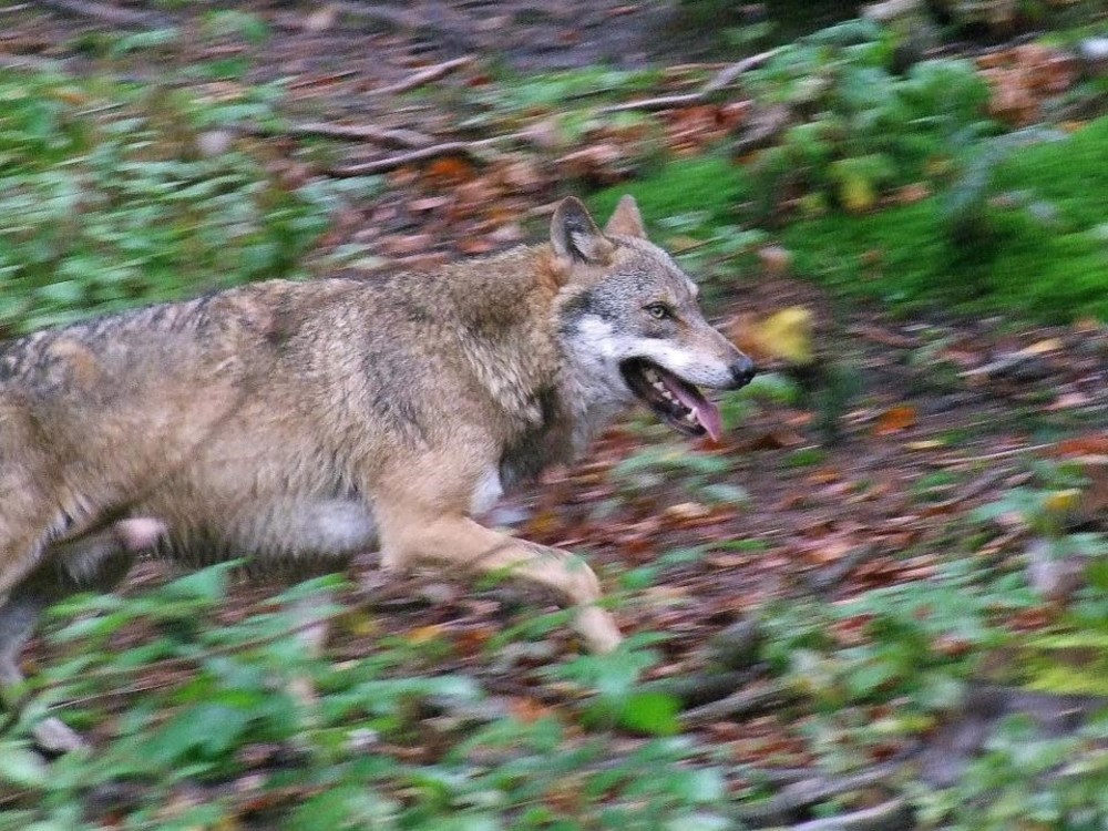 © B. Schön