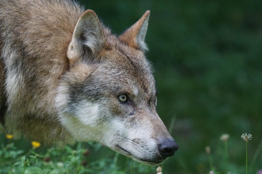 Alle Angelegenheiten, die den Wolf oder andere große Beutegreifer betreffen, sollen in Zukunft in einem eigenen "Österreichzentrum" behandelt werden.