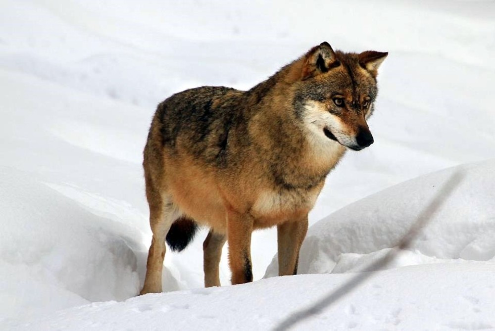 © B. Schön