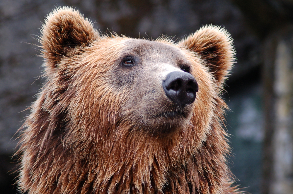 Braunbär