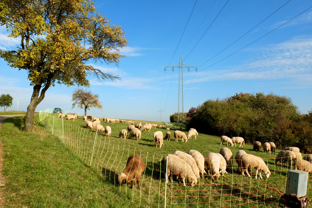 Schafherde hinter Elektrozaun