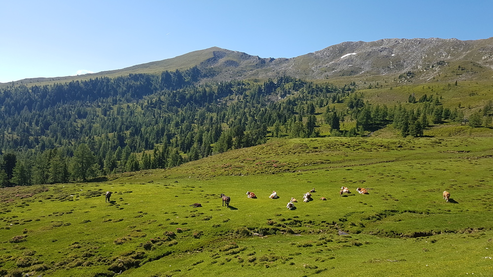 Kulturlandschaft Alm Kulturlandschaft Alm